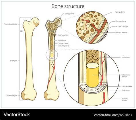 An illustration of bone structure, highlighting its components and functions